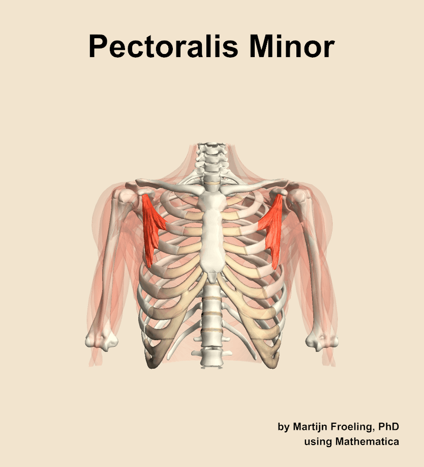 Pectoralis Minor