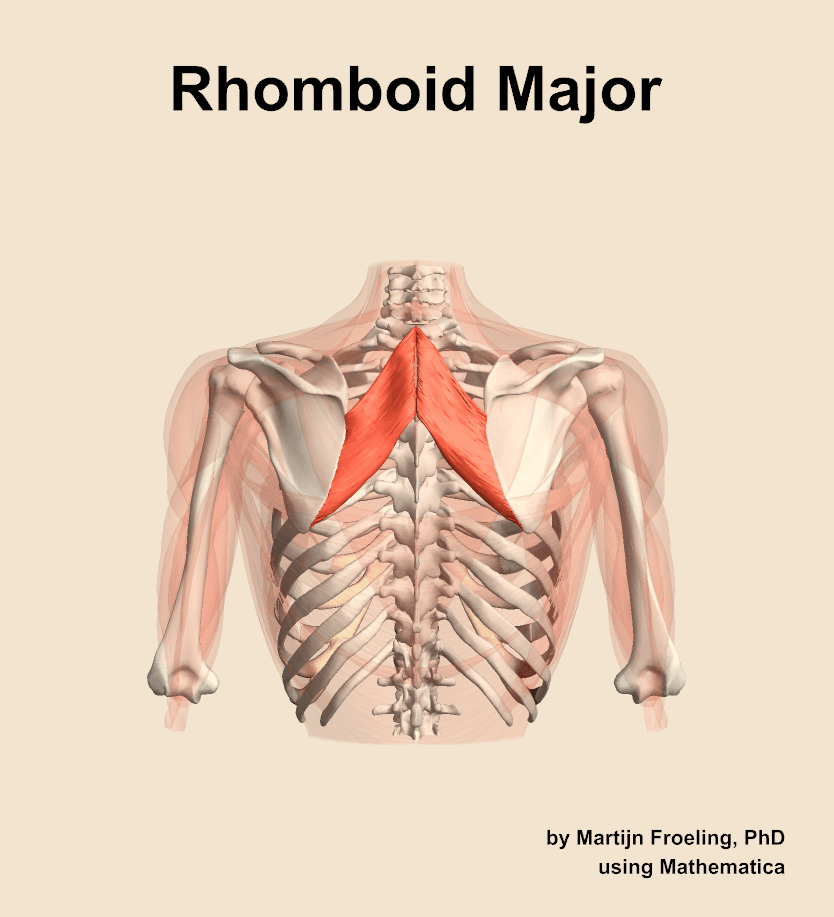 Rhomboid Major