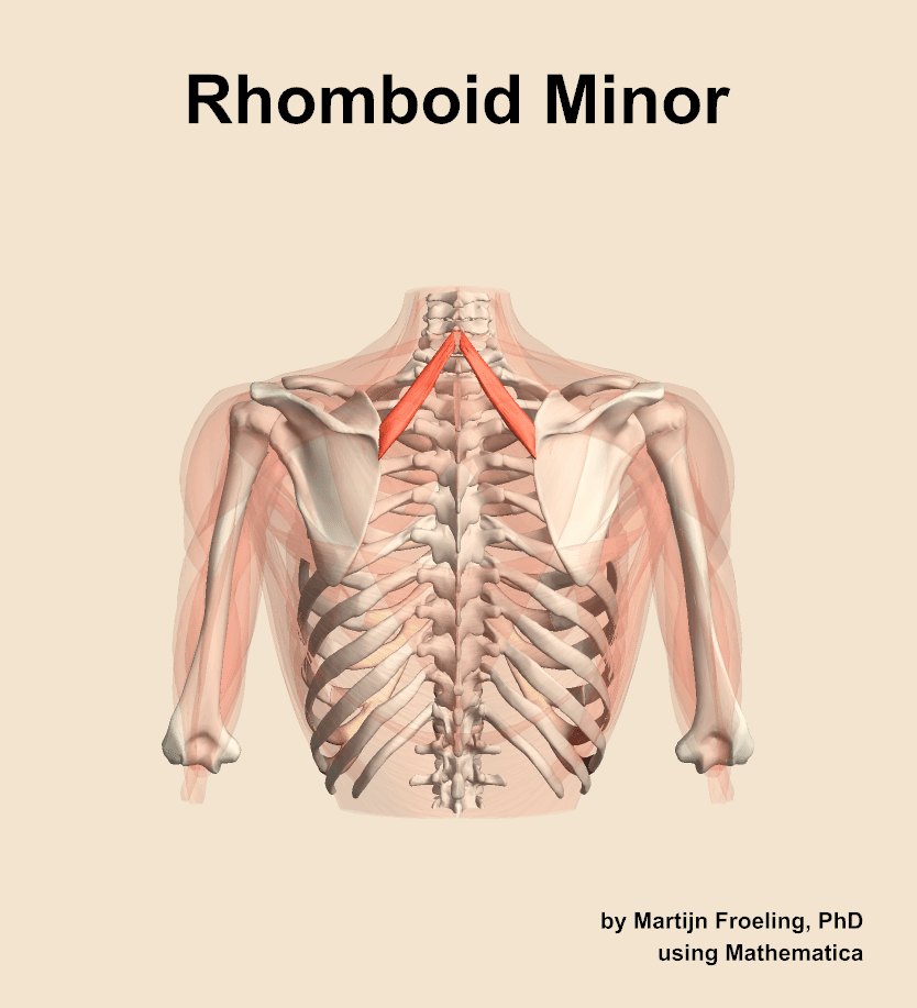 Rhomboid Minor