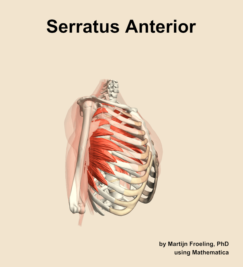 Serratus Anterior