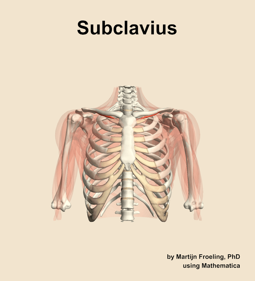 Subclavius