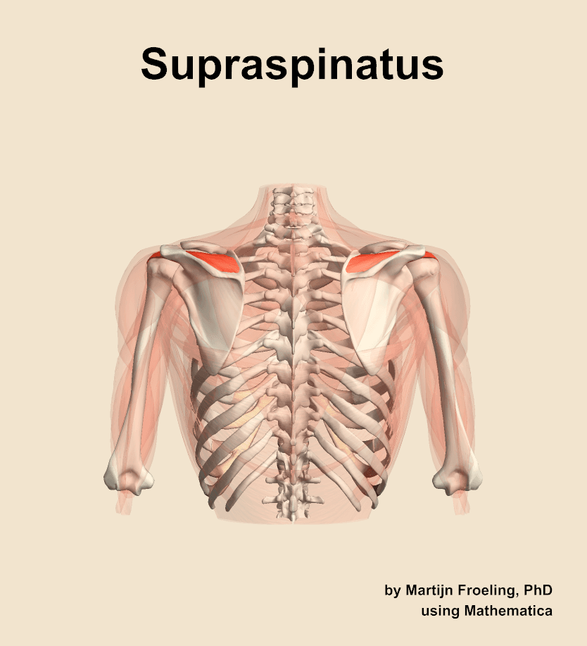 Supraspinatus