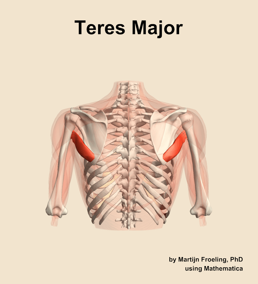 Teres Major