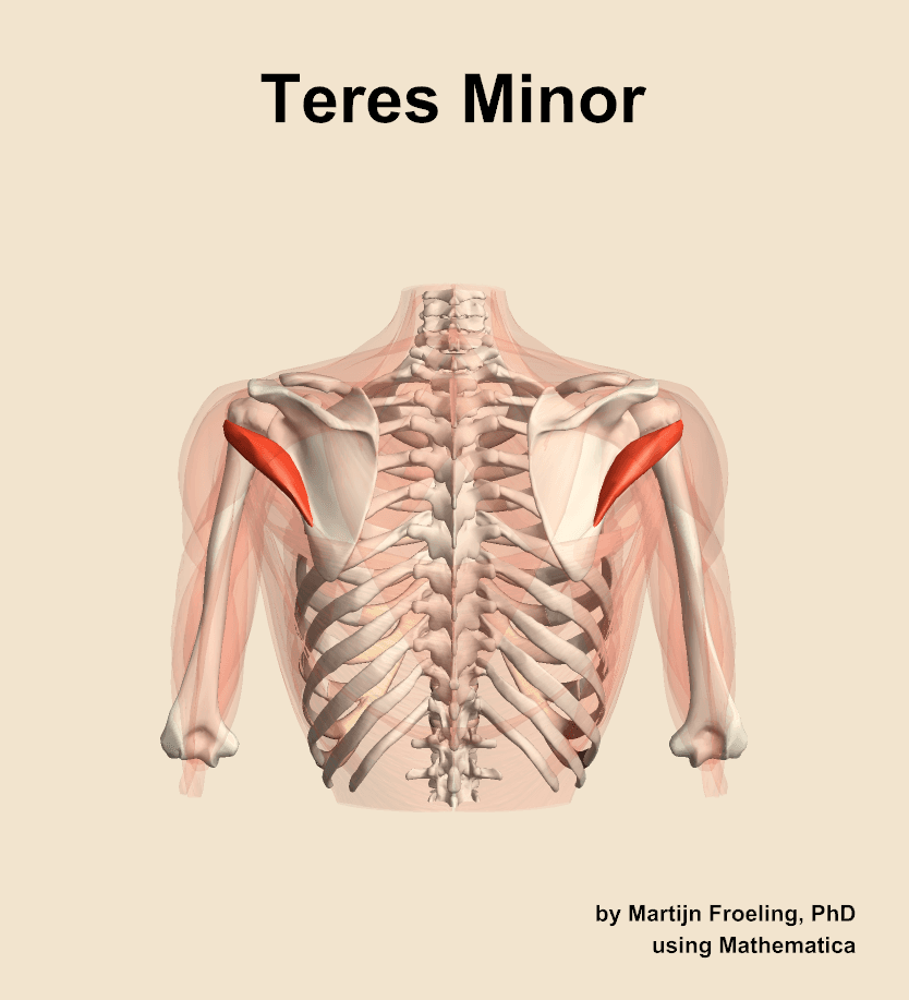 Teres Minor