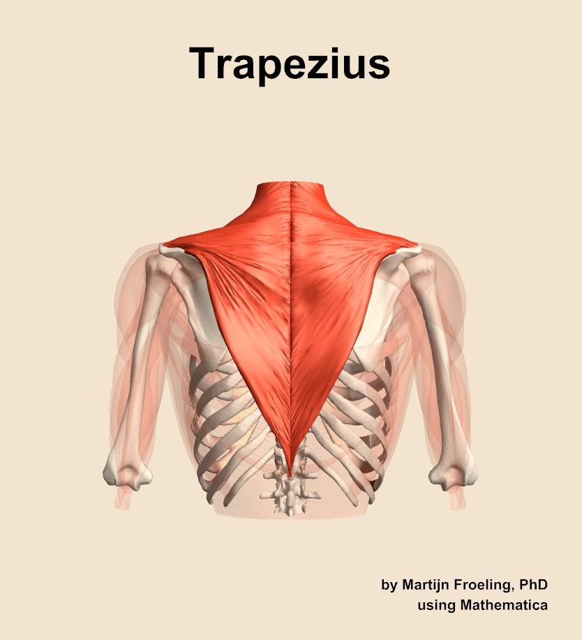 Trapezius
