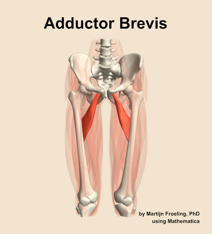 Adductor Brevis