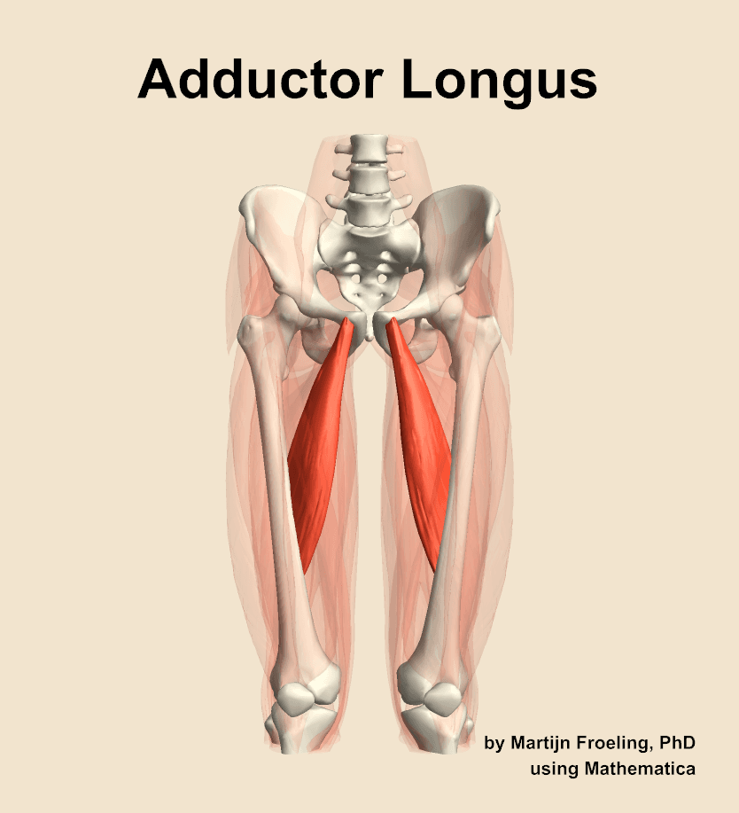 Adductor Longus
