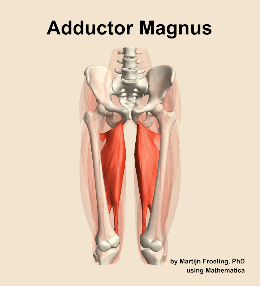 Adductor Magnus
