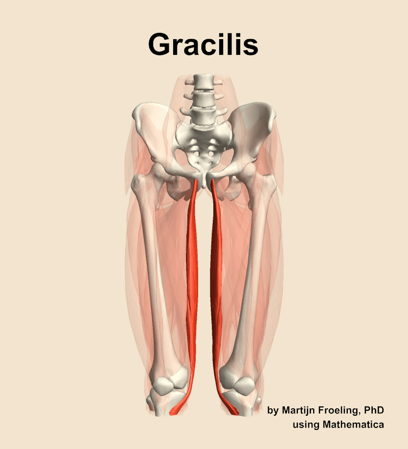 Gracilis