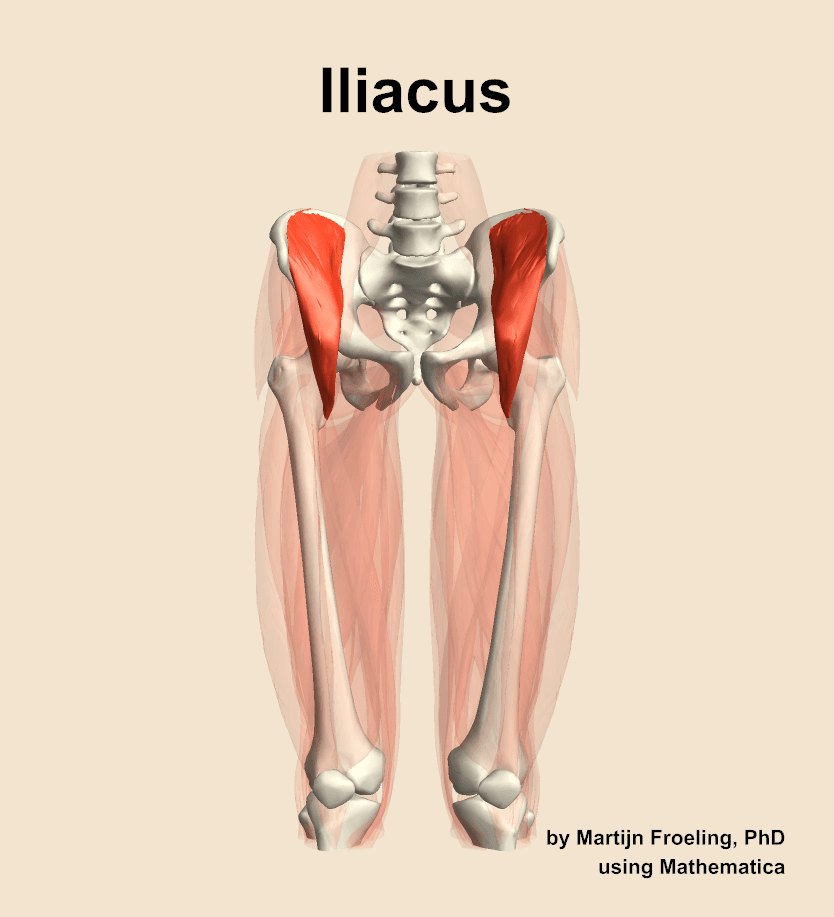 Iliacus