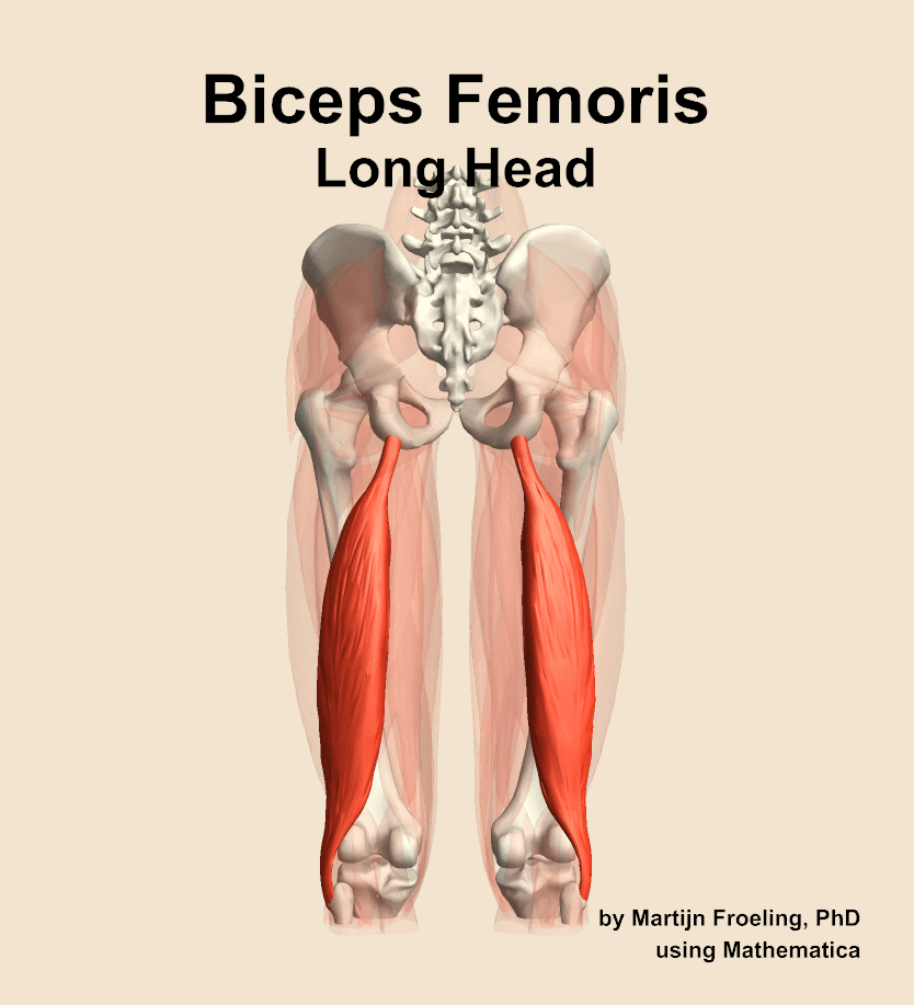 Biceps Femoris Long Head