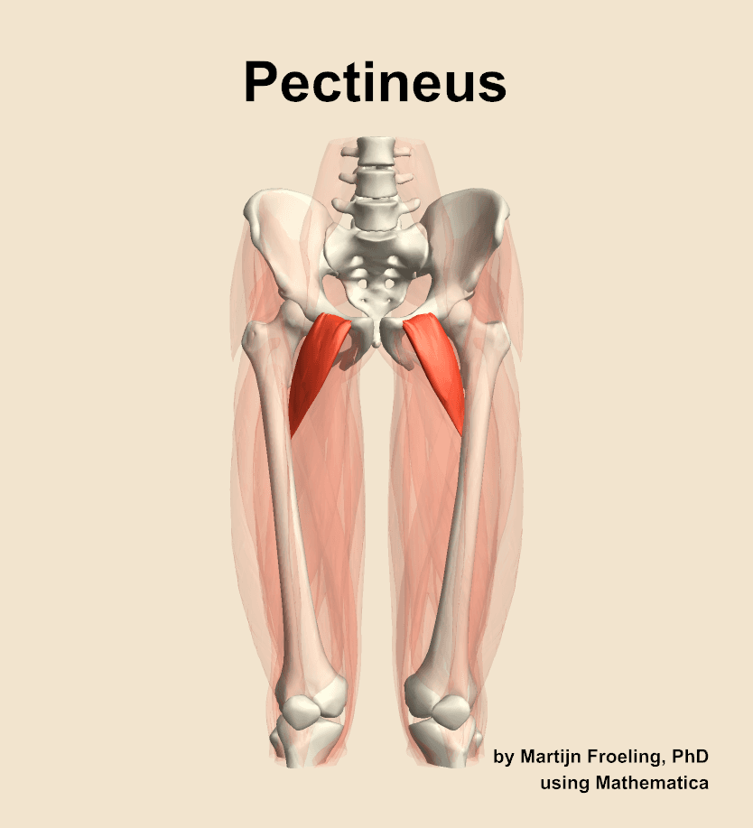 Pectineus