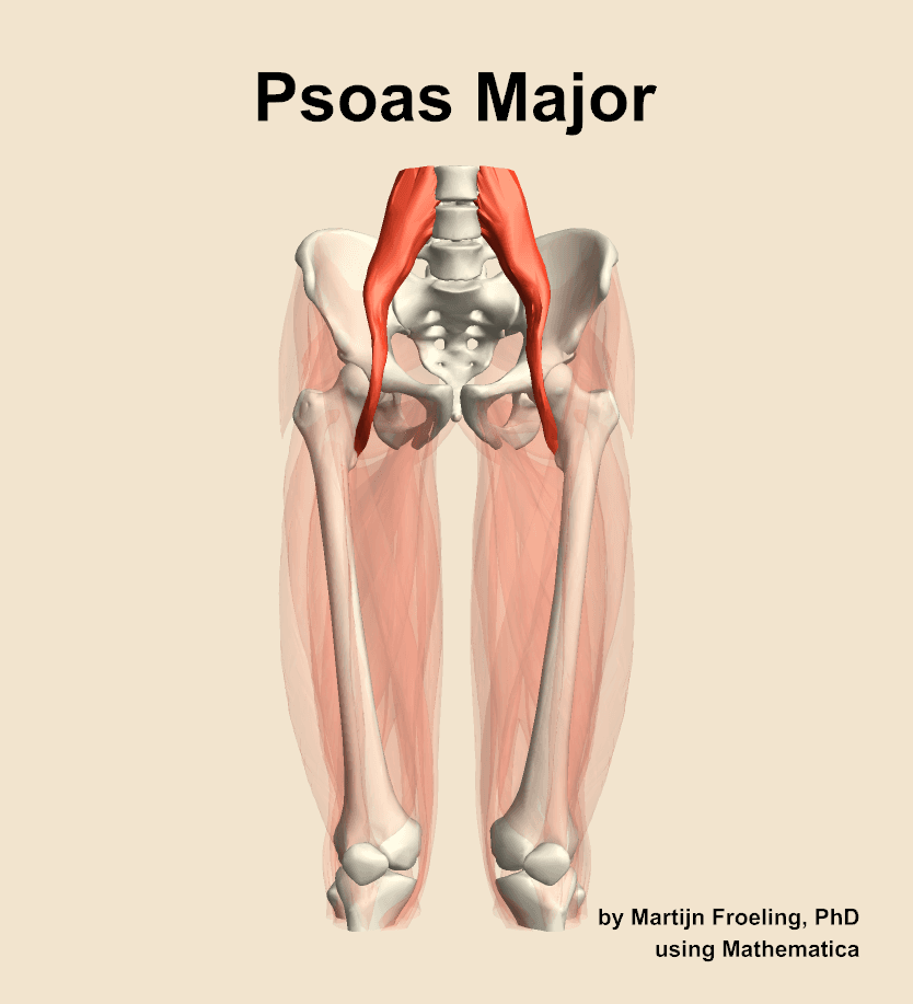 Psoas Major