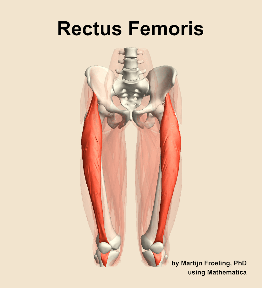 Rectus Femoris
