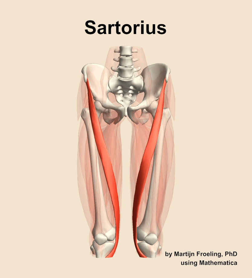 Sartorius
