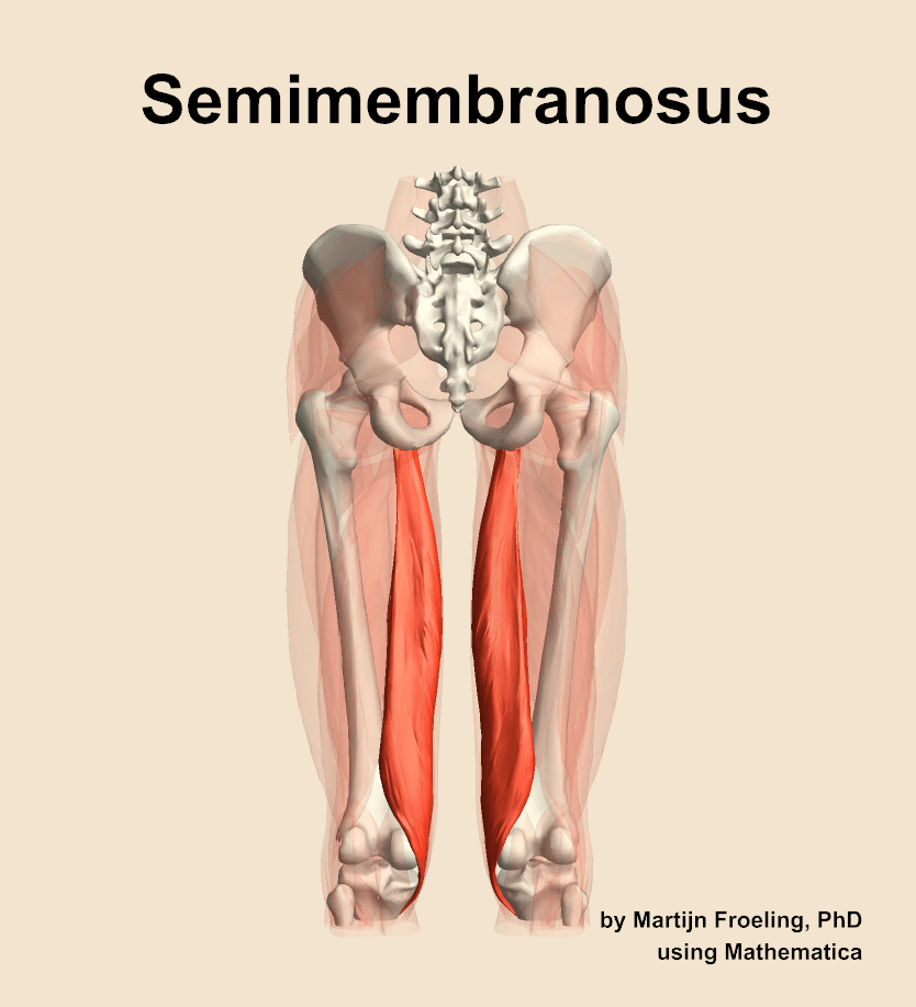 Semimembranosus