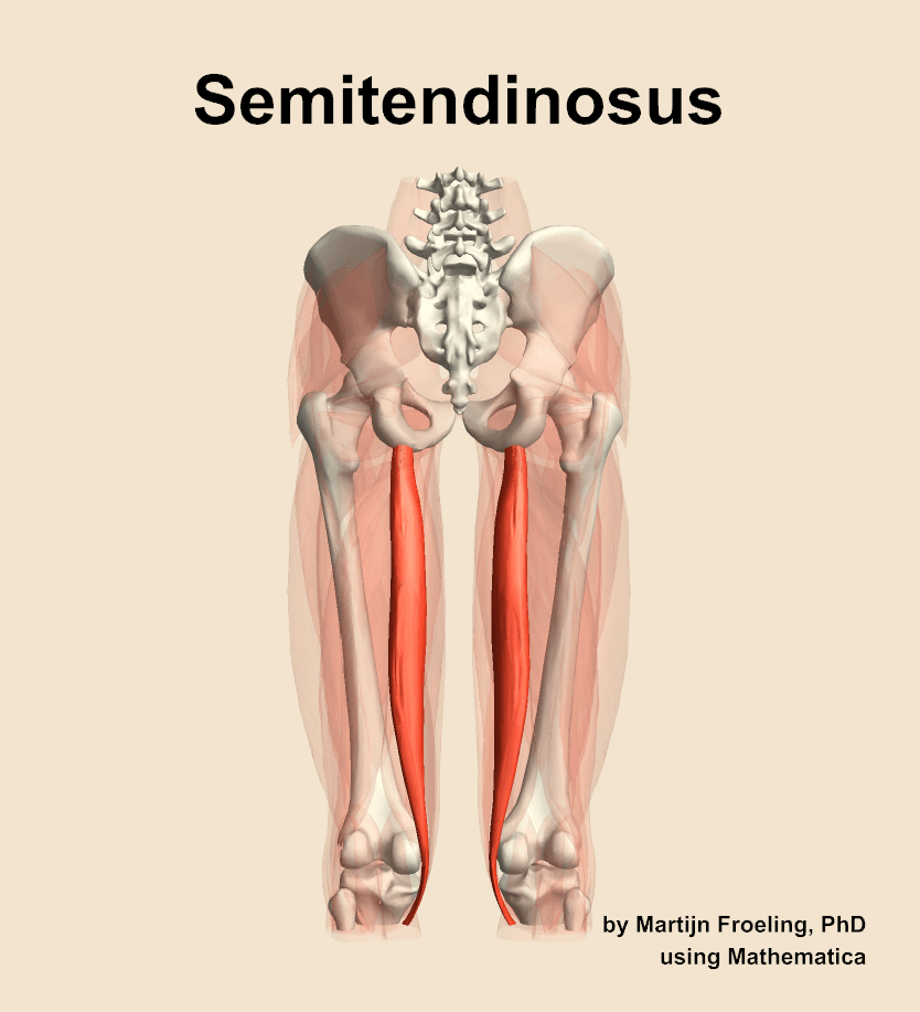 Semitendinosus