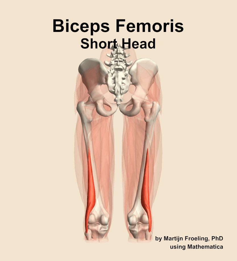 Biceps Femoris Short Head 
