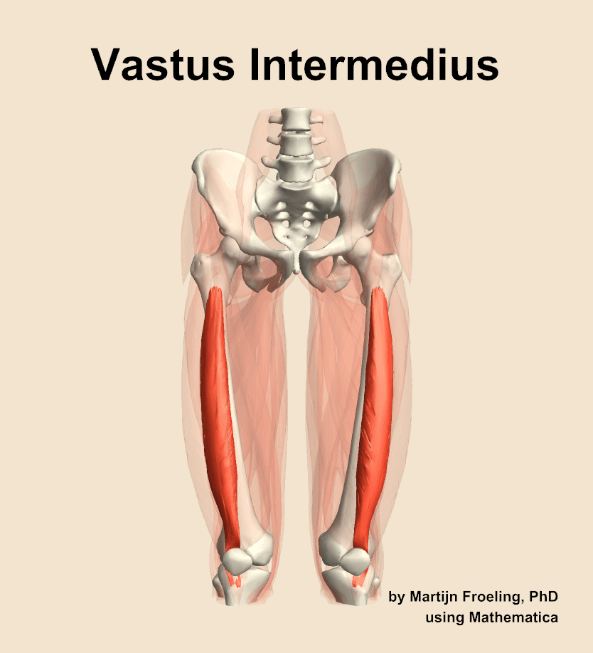 Vastus Intermedius