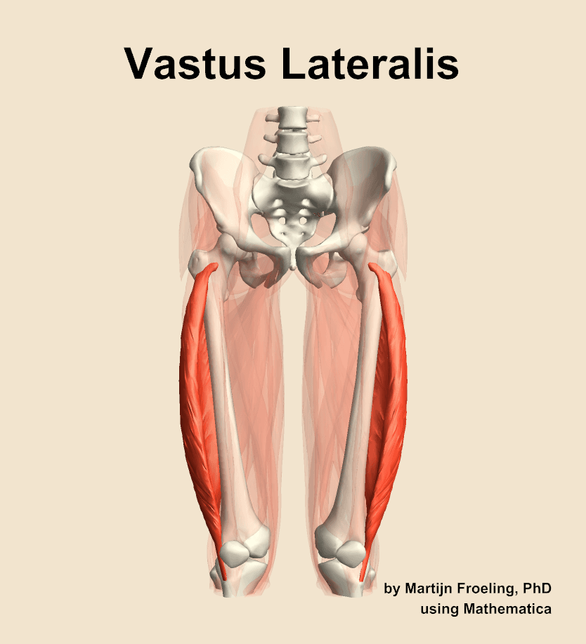 Vastus Lateralis