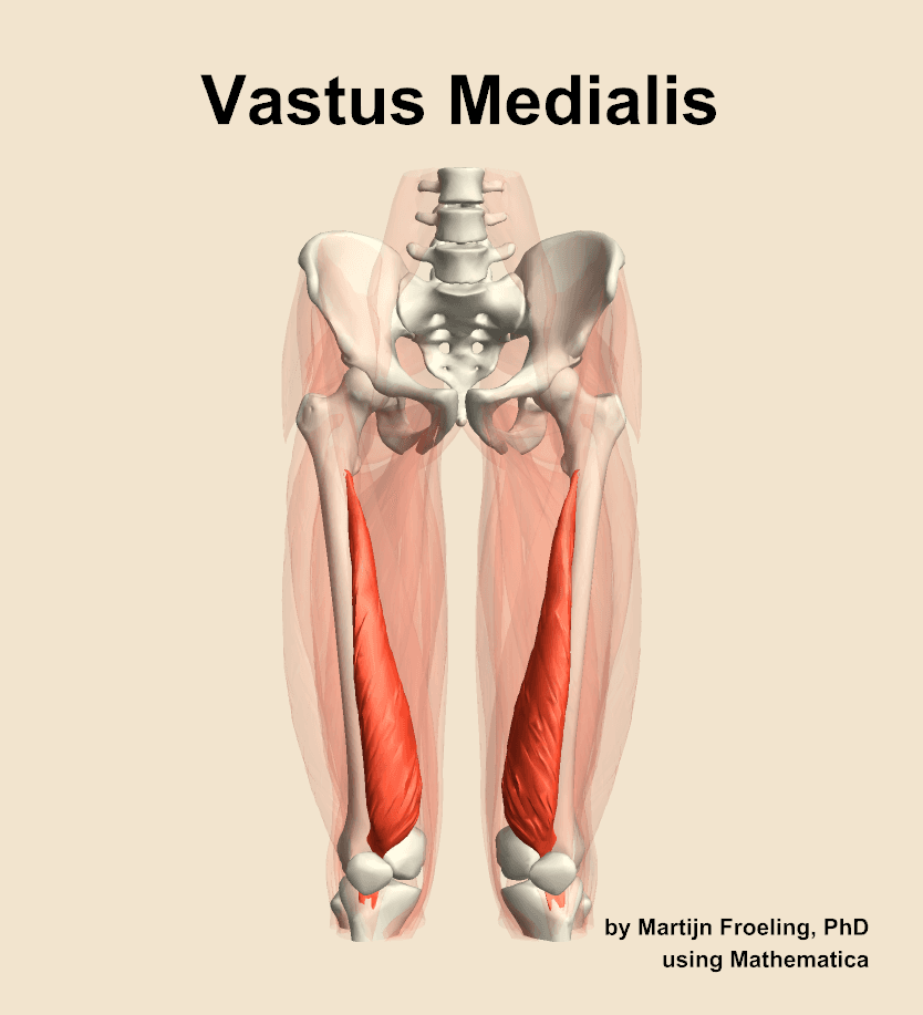 Vastus Medialis