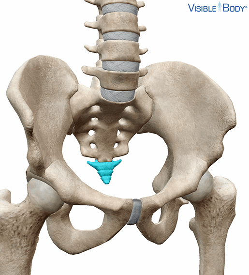 Coccyx