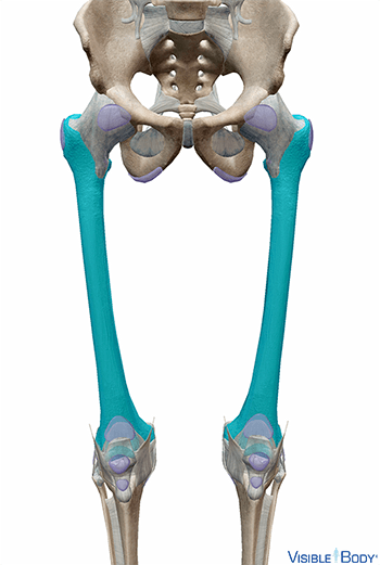 Femur
