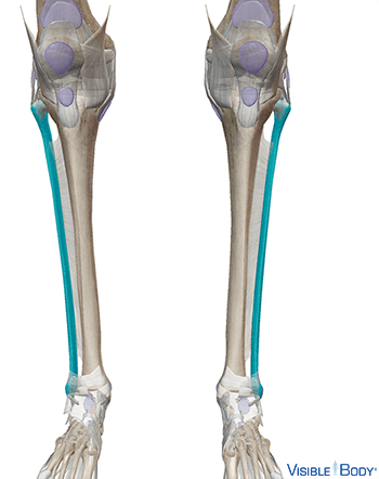Fibula