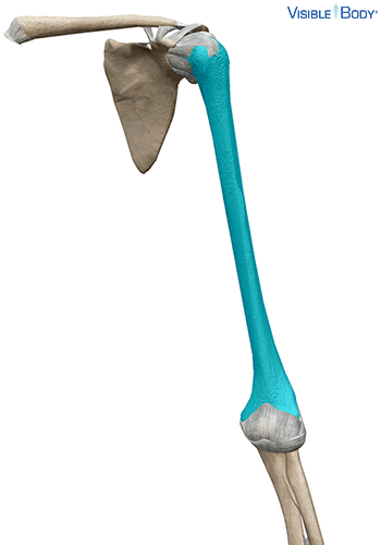 Humerus
