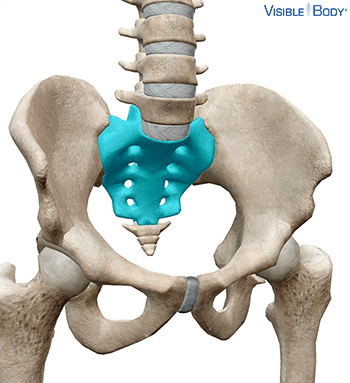 Sacrum