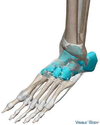 Tarsal Bones