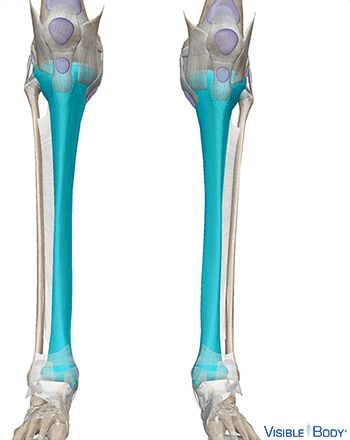 Tibia