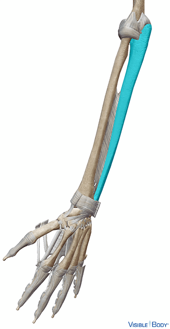 Ulna