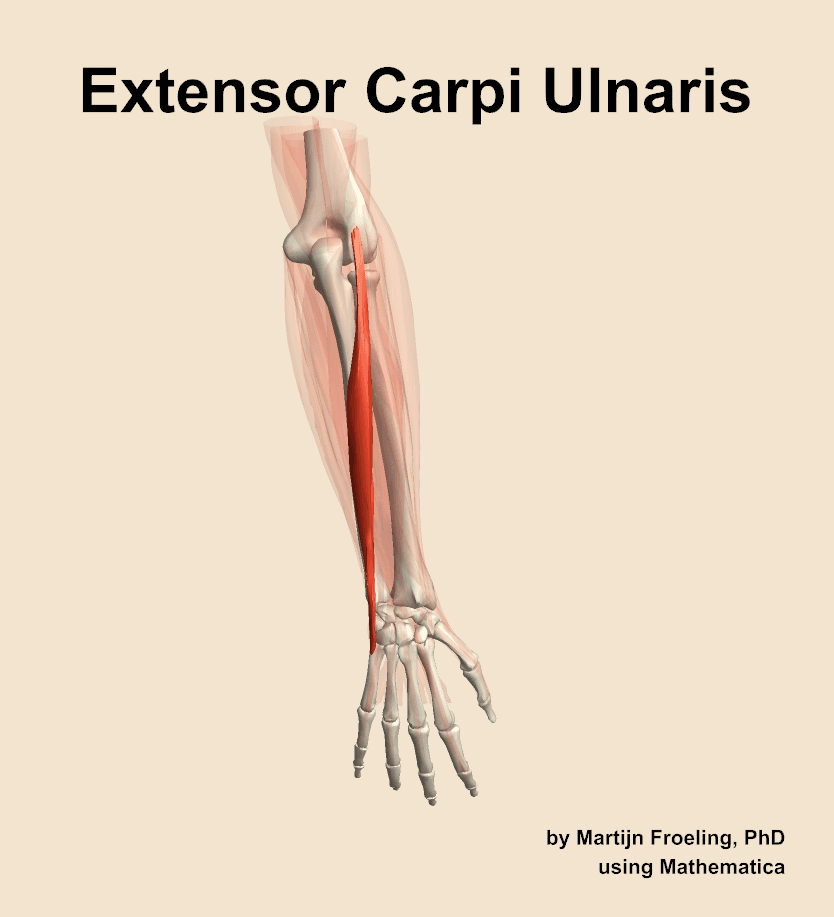 Extensor Carpi Ulnaris