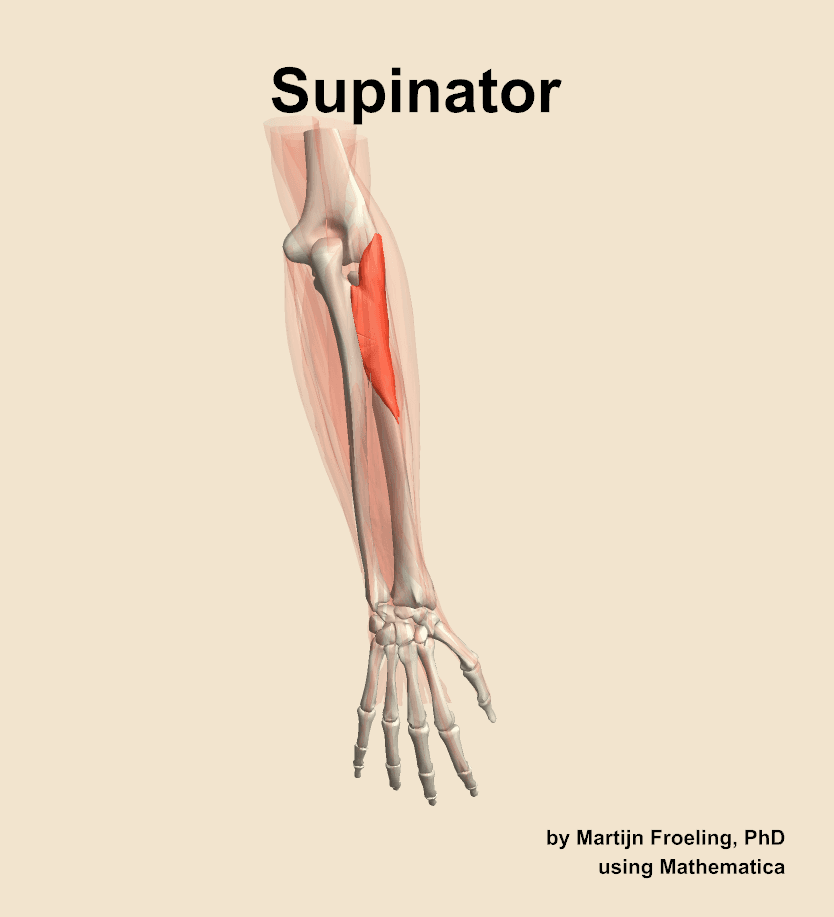 Supinator