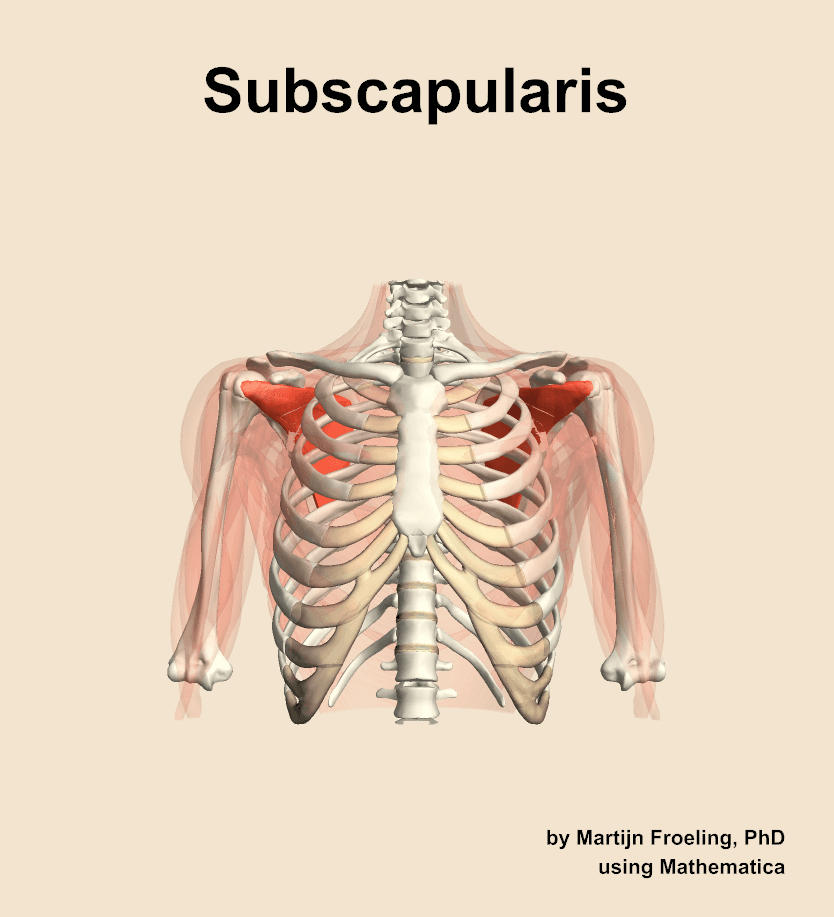 Subscapularis