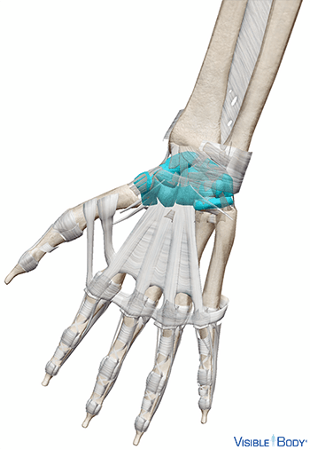 Carpal Bones