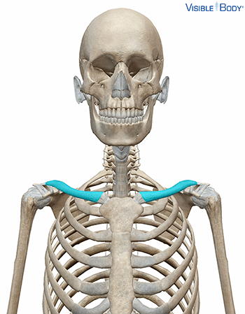 Clavicle