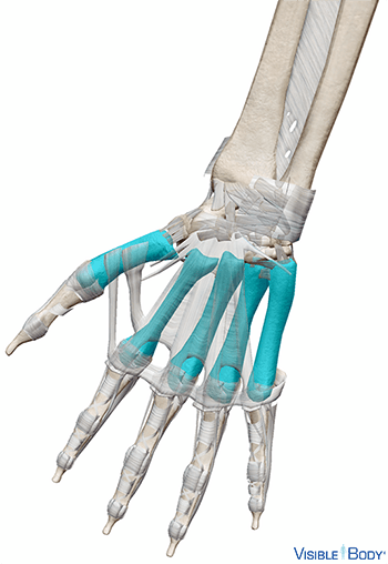 Metacarpal Bones