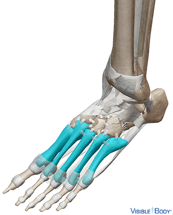 Metatarsal Bones