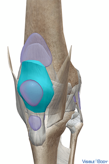 Patella