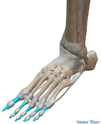 Phalanges (Feet)