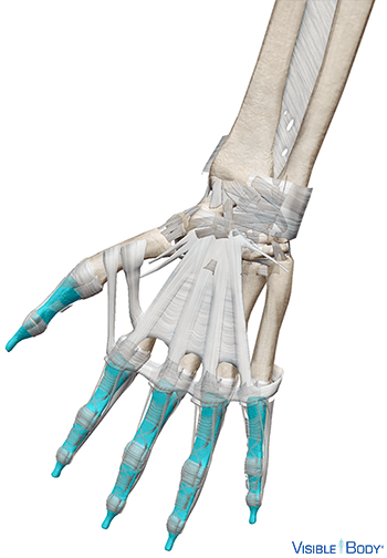 Phalanges (Hand)